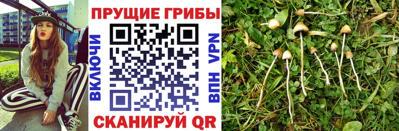 Галлюциногенные грибы ЛСД  Озёры 